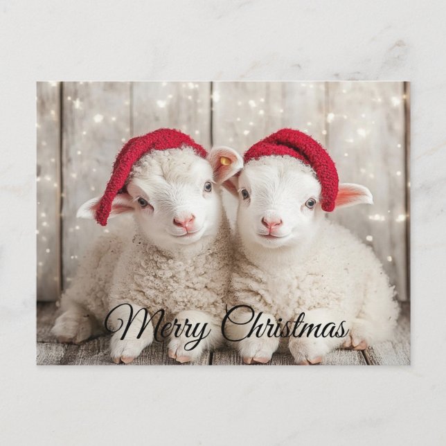 Christmas Sheep Holiday Postcard (Front)