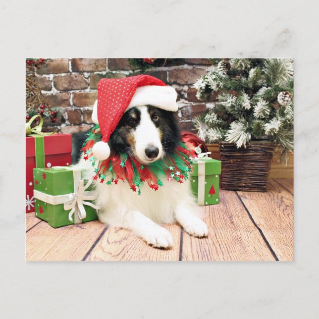 Christmas - Sheltie - Bandit Holiday Postcard (Front)