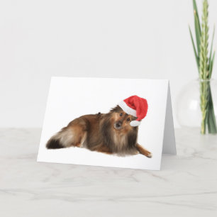 Christmas Sheltie dog Holiday Card