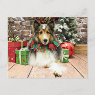 Christmas - Sheltie - Duchess Holiday Postcard