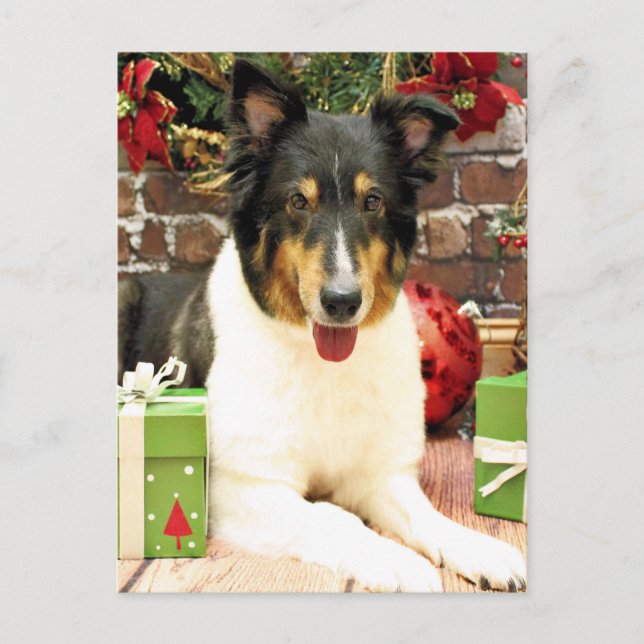 Christmas - Sheltie - Lacey Holiday Postcard (Front)