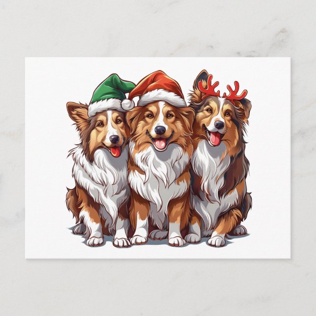 Christmas Shetland Sheepdogs Postcard (Front)