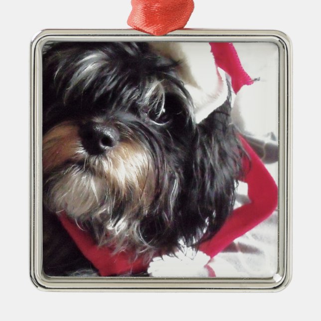 Christmas Shih Poo Metal Ornament (Front)