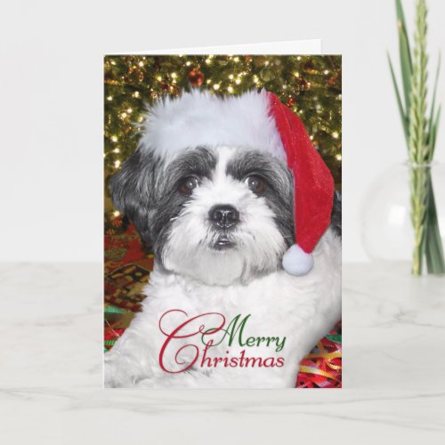 Christmas Shih Tzu Dog Holiday Card