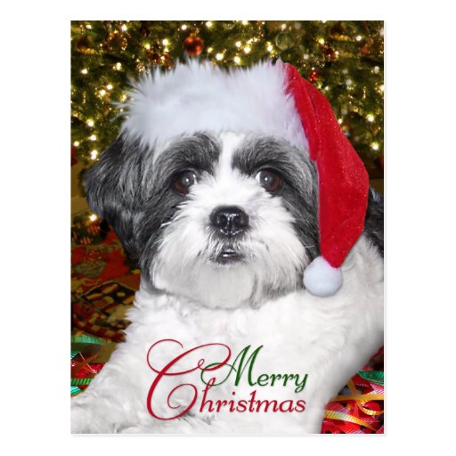 Christmas Shih Tzu Dog Postcard | Zazzle