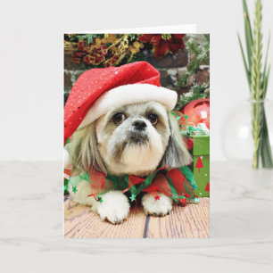 Christmas - Shih Tzu - Gizmo Holiday Card