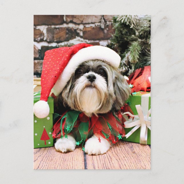 Christmas - Shih Tzu - Vince Holiday Postcard (Front)