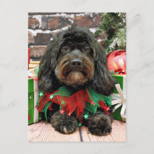 Christmas - Shih Tzu X - Bella Holiday Postcard