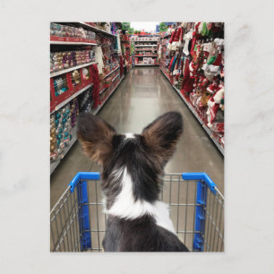 Christmas Shopping Chihuahua Postcard