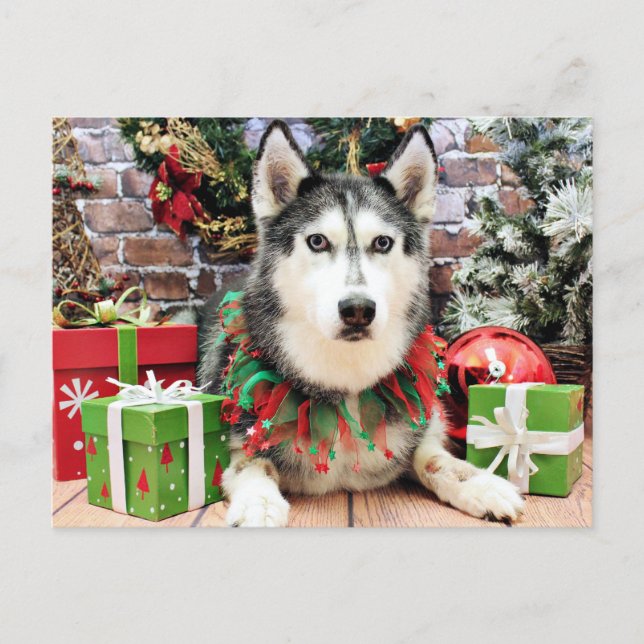 Christmas - Siberian Husky - Nika Holiday Postcard (Front)