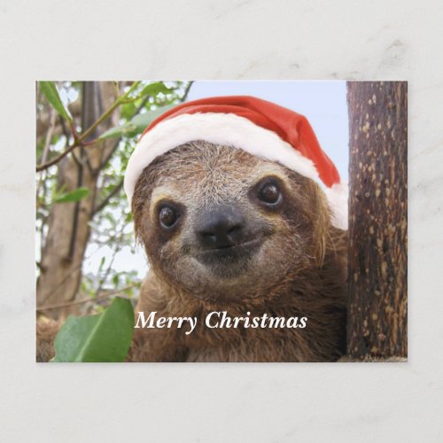 Christmas Sloth Background  Holiday Postcard