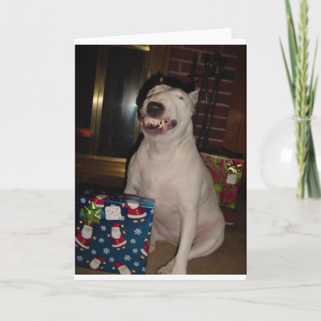 christmas smile bull terrier holiday card (Front)