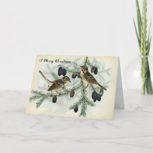 Christmas Sparrows on Pine Tree Branches Holiday Card