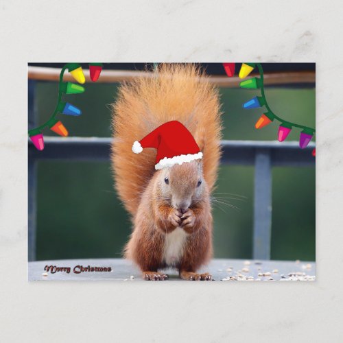 Christmas Squirrel Eating Postcard