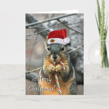 Christmas Squirrel Greeting Card by pdphoto at Zazzle