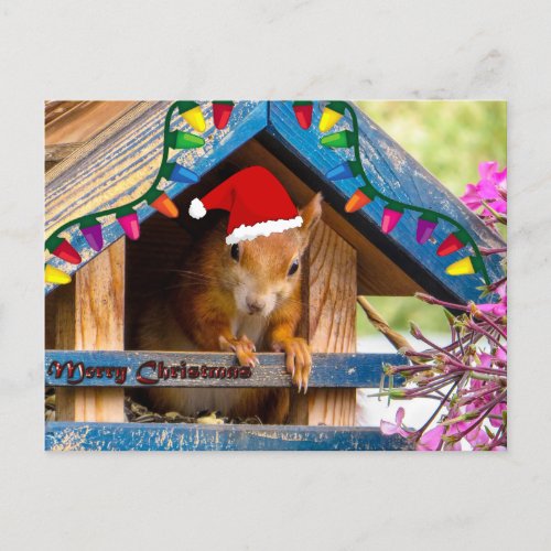 Christmas Squirrel in house Postcard