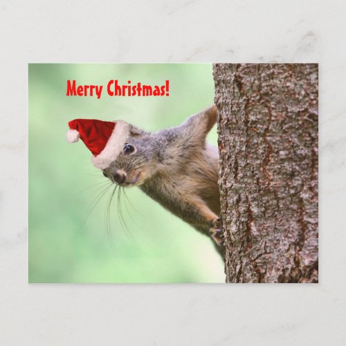 Christmas Squirrel on a Tree Holiday Postcard