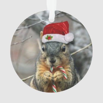 Christmas Squirrel Ornament by pdphoto at Zazzle