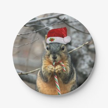 Christmas Squirrel Paper Plates by pdphoto at Zazzle