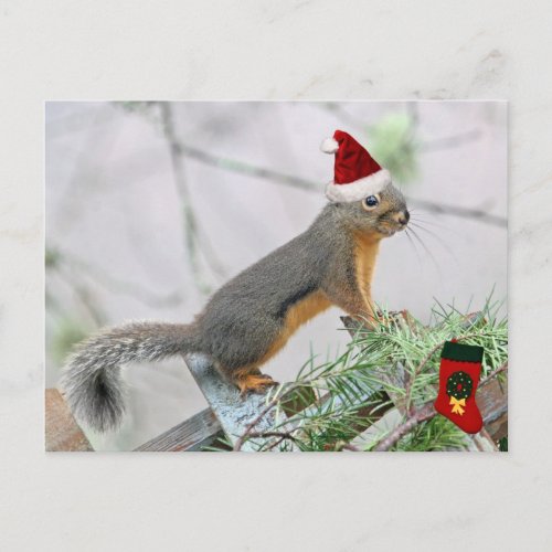 Christmas Squirrel with Christmas Stocking Holiday Postcard