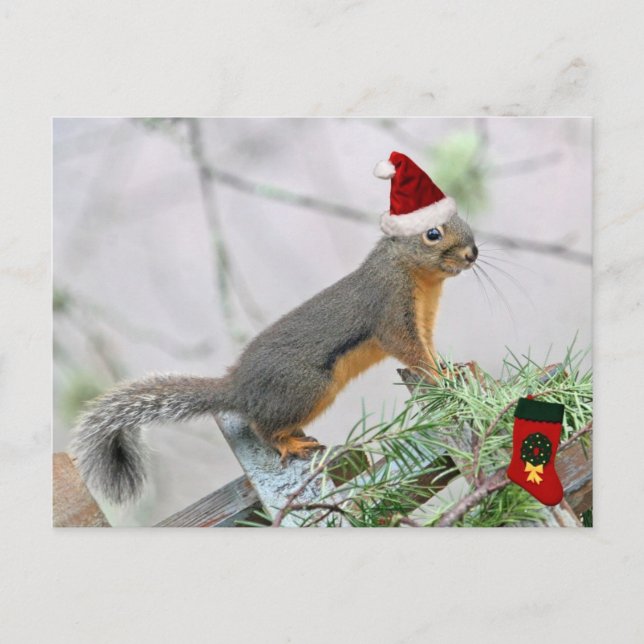Christmas Squirrel with Christmas Stocking Holiday Postcard (Front)
