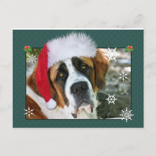 Christmas St. Bernard Dog Photo Holiday Postcard (Front)
