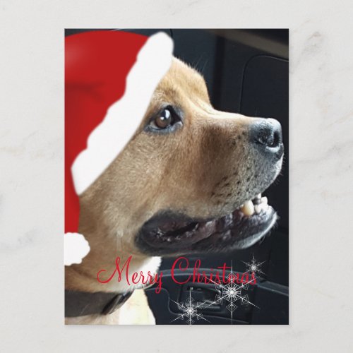 Christmas Staffordshire Bull Terrier Holiday Postcard