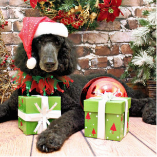 Christmas - Standard Poodle - Bronco Cutout