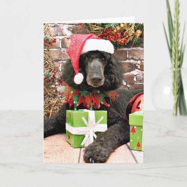 Christmas - Standard Poodle - Bronco Holiday Card (Front)