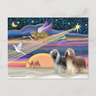 Christmas Star - Bearded Collies (two) Holiday Postcard