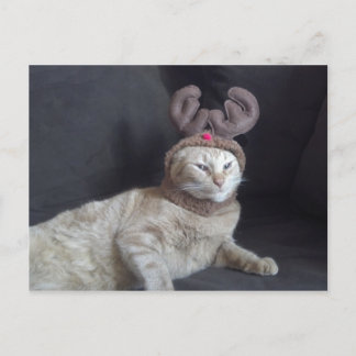 Christmas Tabby Reindeer Postcard
