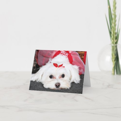 Christmas _ Tinkerbell _ Maltese Holiday Card