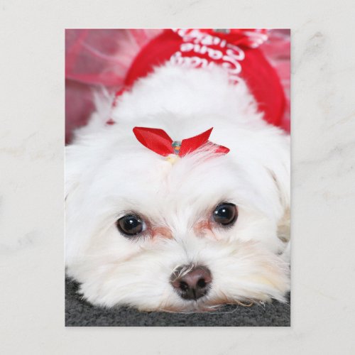 Christmas _ Tinkerbell _ Maltese Holiday Postcard