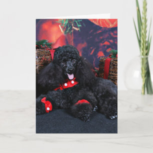 Christmas - Toby - Poodle Holiday Card