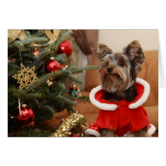 yorkie gifts on zazzle yorkie gifts on zazzle
