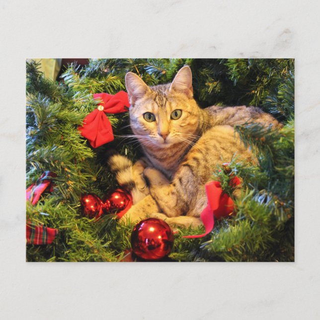christmas tree cat postcard (Front)