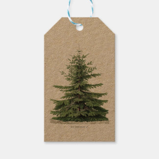 Christmas Tree Pinecones Botanical Gift Tags