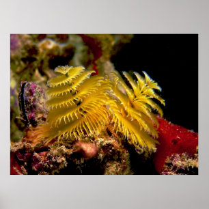 Christmas Tree Worm Spirobranchus Giganteus Poster