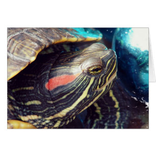 Christmas Turtle Cards