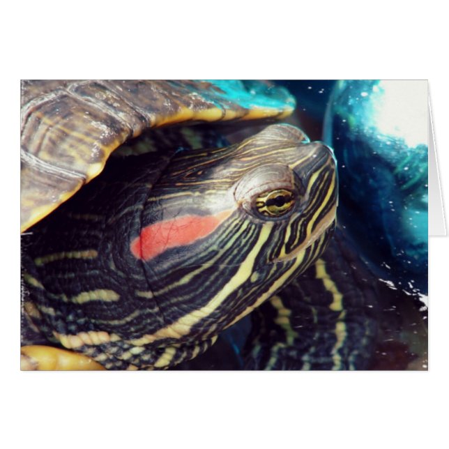 Christmas Turtle Cards (Front Horizontal)