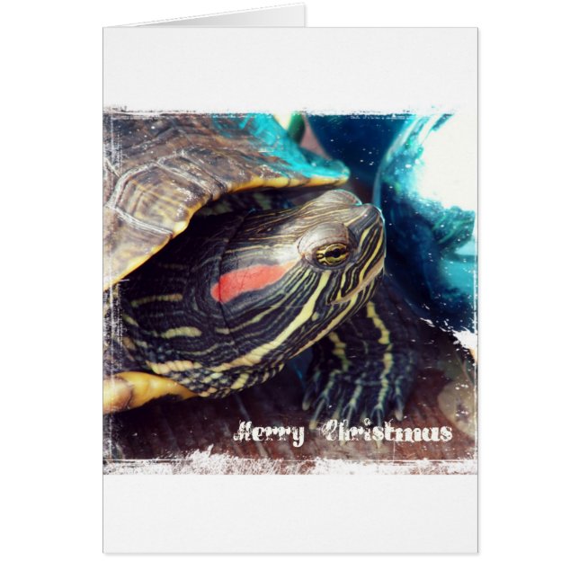 Christmas Turtle Cards (Front)