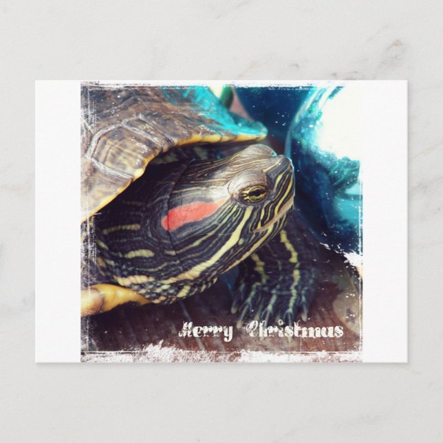 Christmas Turtle Holiday Postcard (Front)