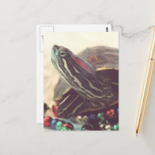 Christmas Turtle Postcard