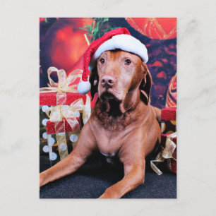 Christmas - Vizsla - Budda Holiday Postcard