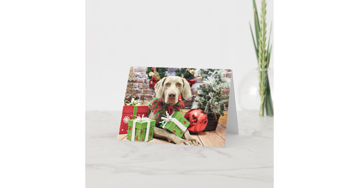 Christmas - Weimaraner - Lucy Holiday Card | Zazzle