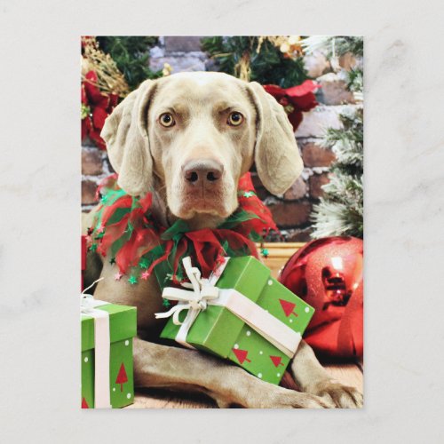 Christmas _ Weimaraner _ Lucy Holiday Postcard