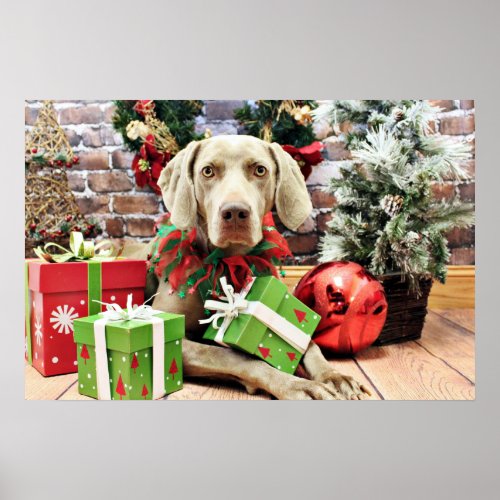 Christmas _ Weimaraner _ Lucy Poster