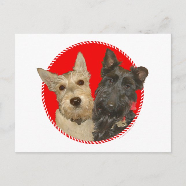 Christmas Wheaten & Black Scotties Holiday Postcard (Front)