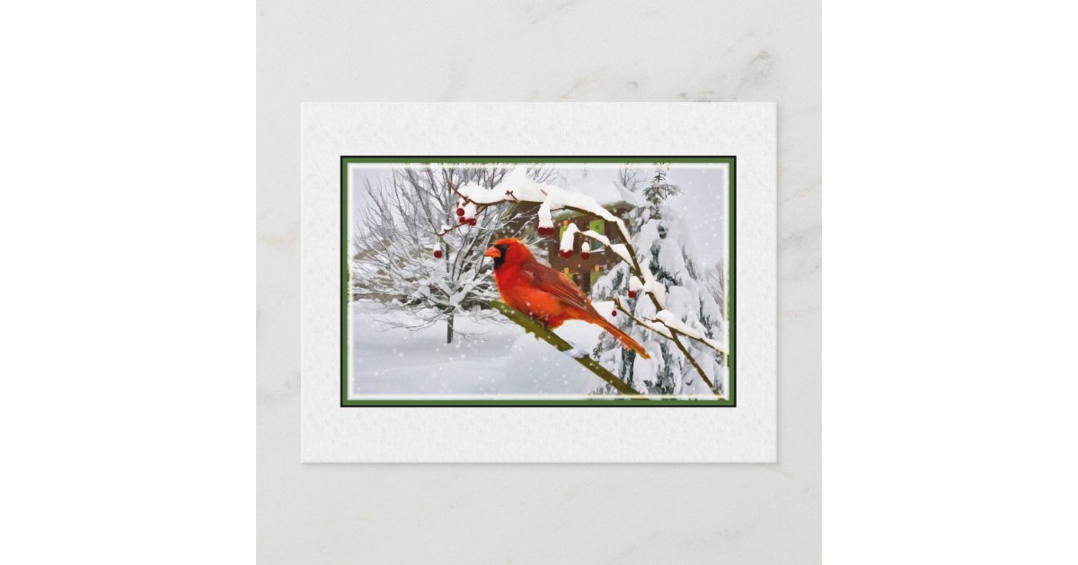 Christmas, Winter, Cardinal Bird, Snow, Postcard | Zazzle.com
