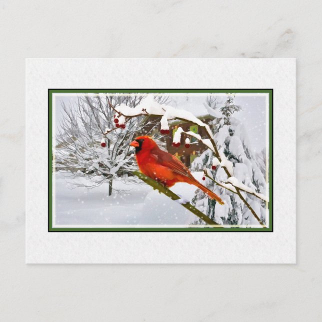 Christmas,  Winter, Cardinal Bird, Snow, Postcard (Front)